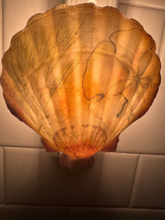 Make a Seashell Night Light That Shines