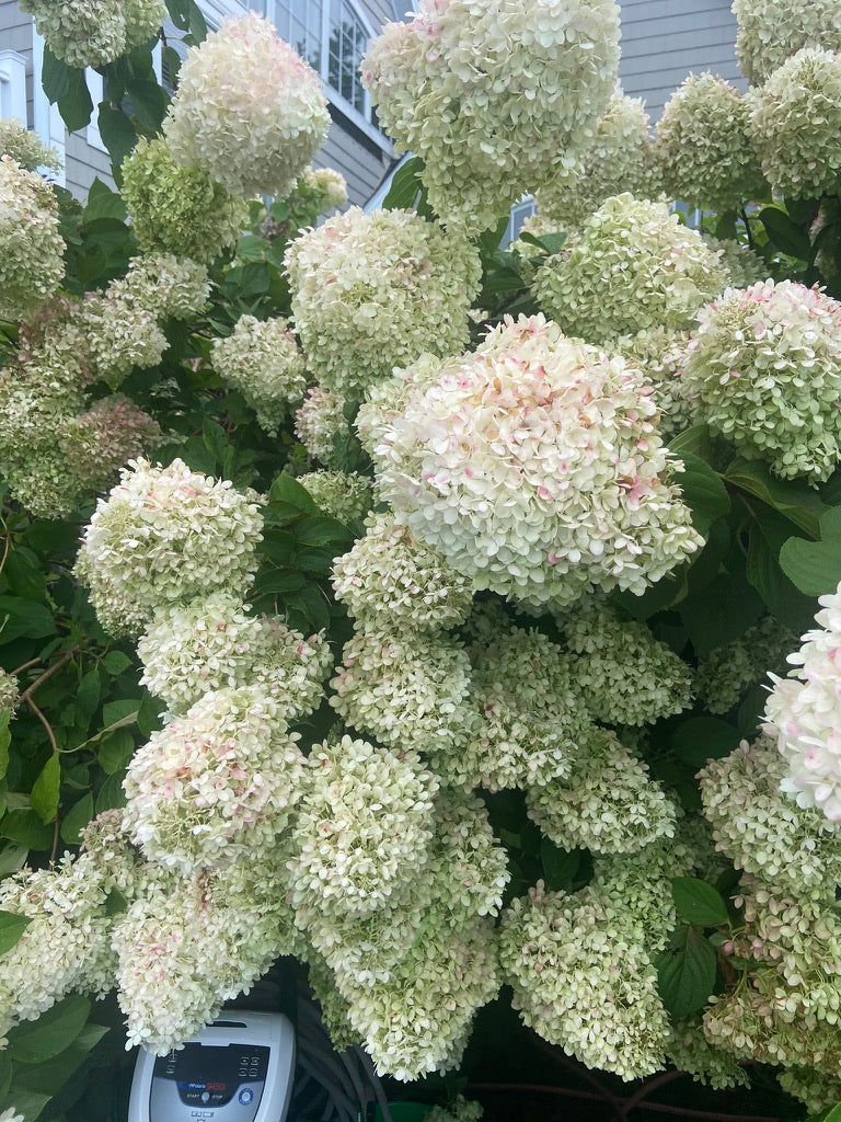 🌸 Everlasting Hydrangea Wreath Workshop 🌸