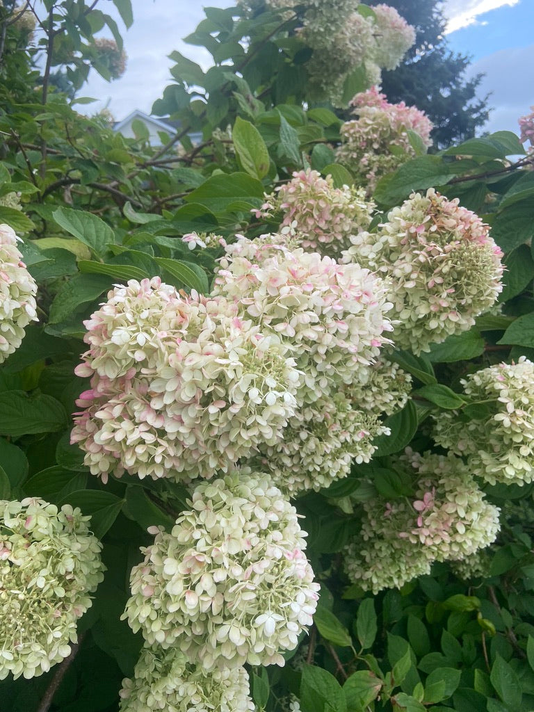 🌸 Everlasting Hydrangea Wreath Workshop 🌸