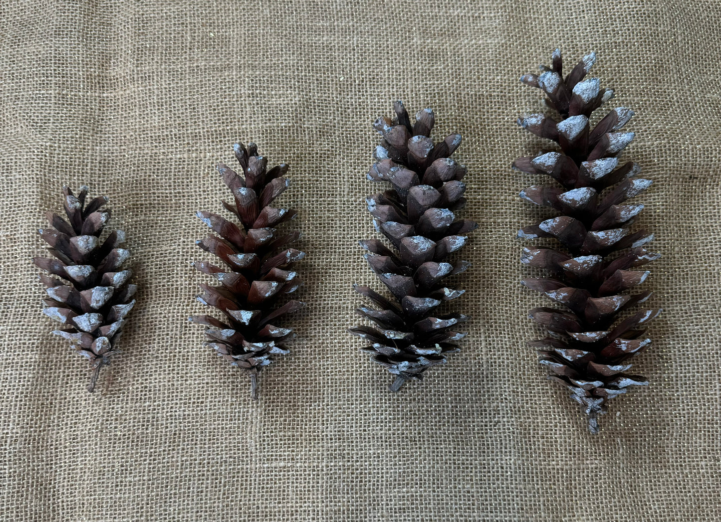 Pine Cones 10-pack