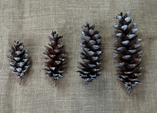 Pine Cones 10-pack