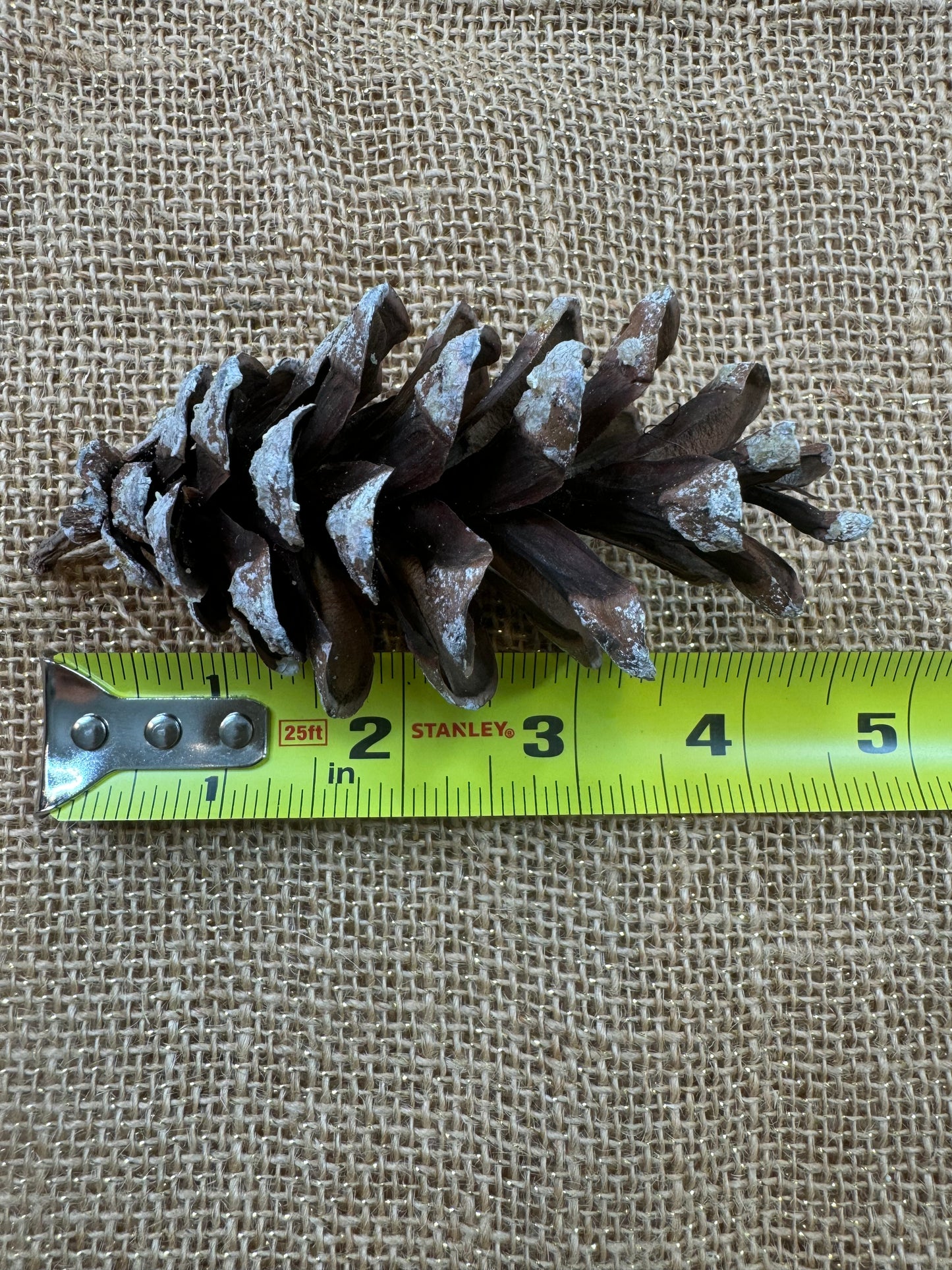 Pine Cones 10-pack