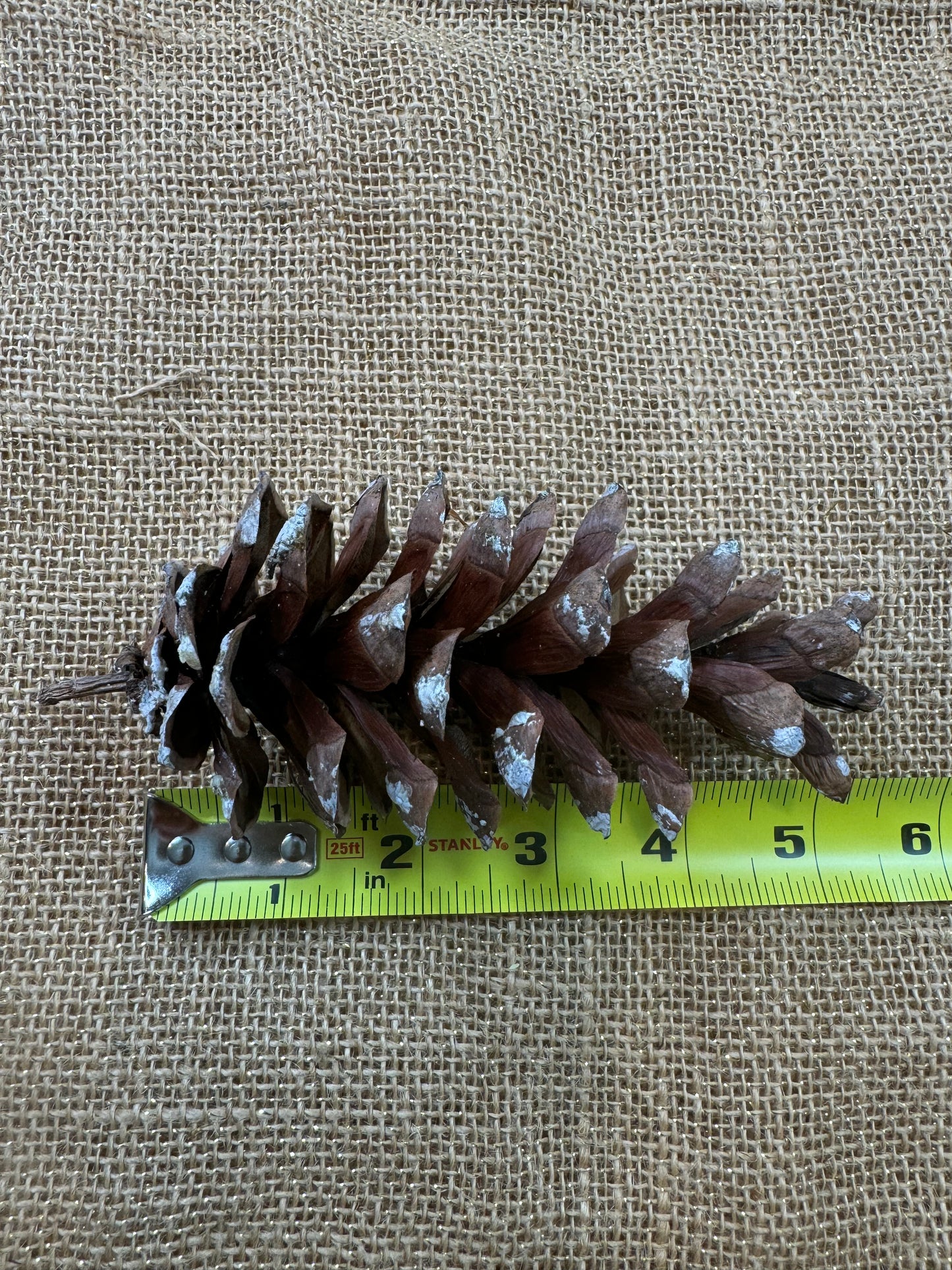 Pine Cones 10-pack