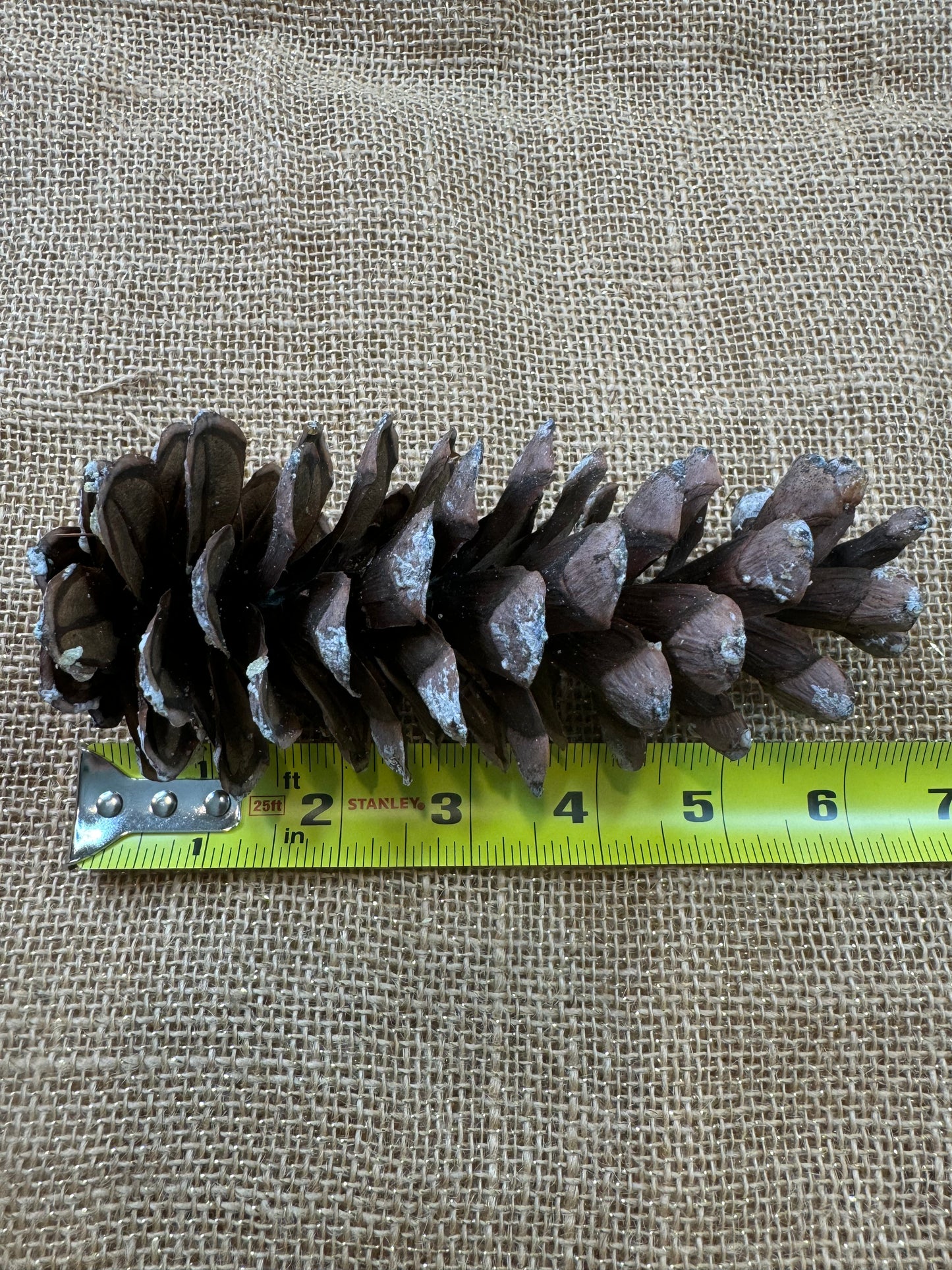 Pine Cones 10-pack