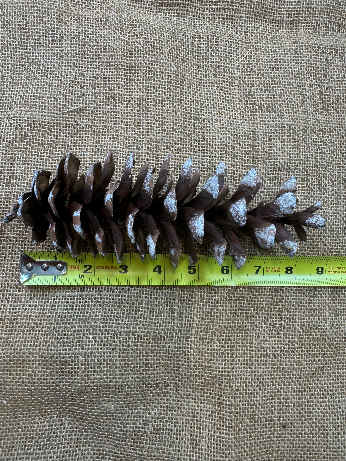 Pine Cones 10-pack